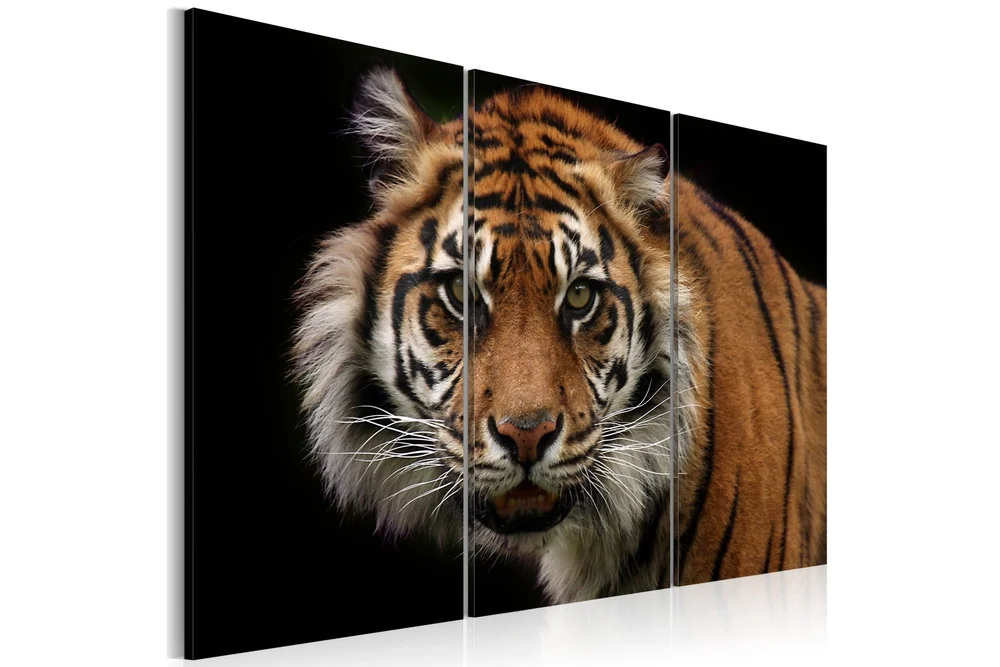 Bilde A wild tiger 90x60 v:7836013