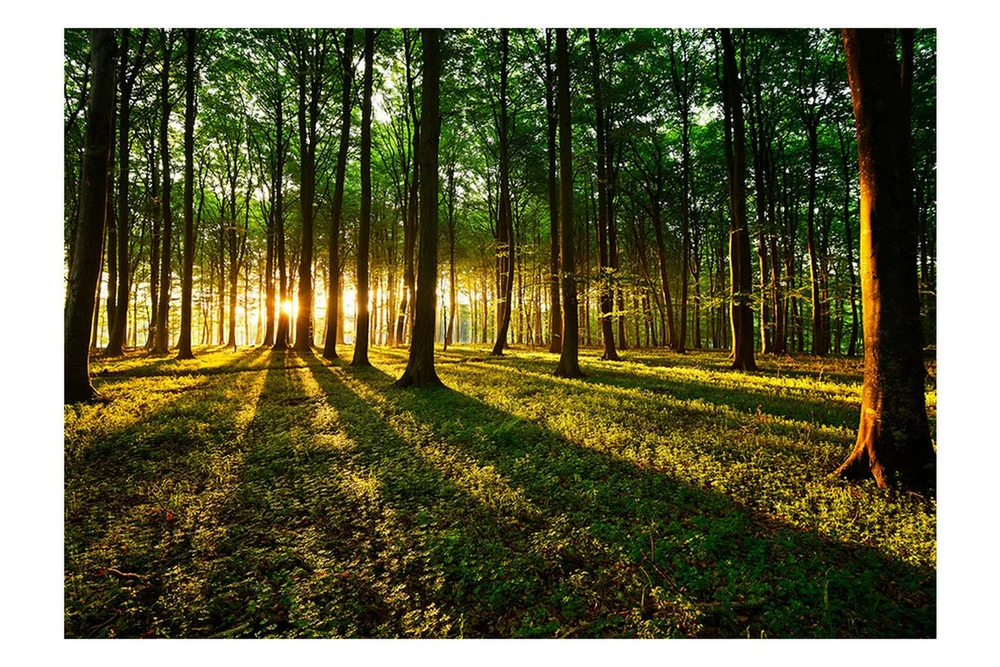 Fototapet Spring Morning In The Forest 400×280 v:7404519 Fototapet Spring Morning In The Forest 400×280 v:7404519