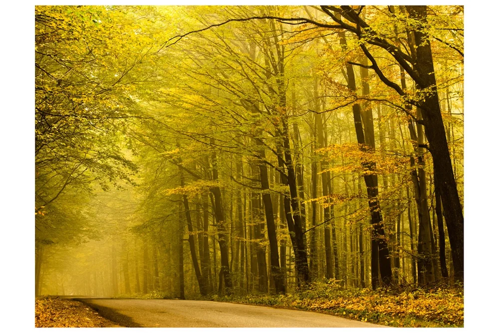 Fototapet Vei Høst Skogen 350x270 v:6600653